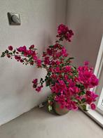 planten, Ophalen, Zomer, Overige soorten, Volle zon