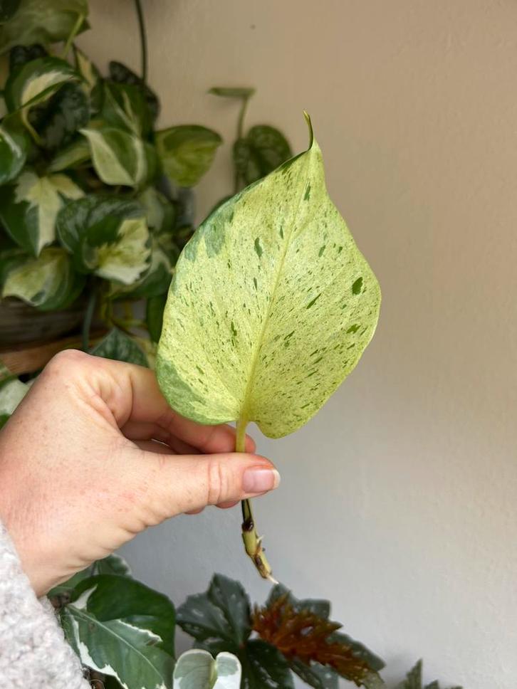 Epipremnum marble queen, wortelende stek, Huis en Inrichting, Kamerplanten, Minder dan 100 cm, Halfschaduw, Ophalen of Verzenden