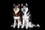 2 Siberische husky's, Dieren en Toebehoren, Parvo, 6 jaar of ouder, Reu, Poolhond