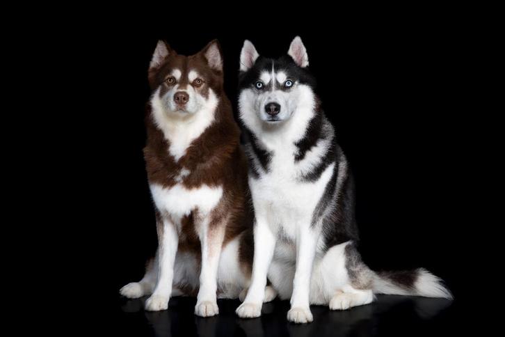 2 Siberische husky's, Dieren en Toebehoren, Honden | Poolhonden, Keeshonden en Oertypen, Reu, Poolhond, Particulier, Meerdere