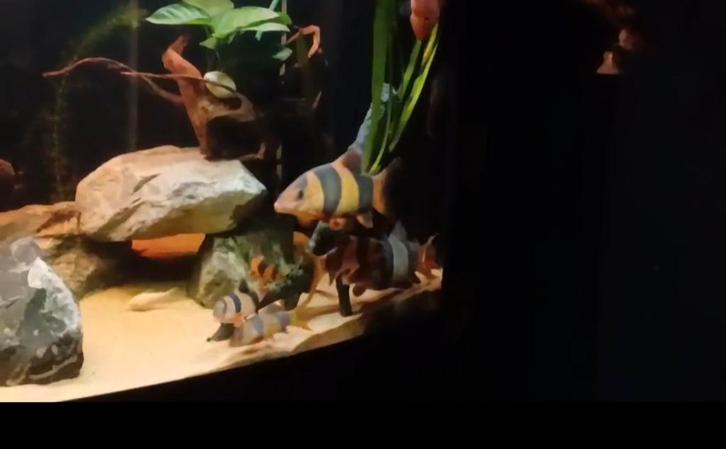 Clownbotia 7 stuks met papagaaivis XXL vissen, Dieren en Toebehoren, Vissen | Aquariumvissen, Vis