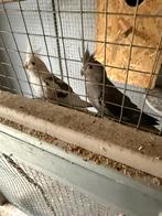 Koppeltje valken, Dieren en Toebehoren, Meerdere dieren