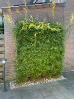 Struik van Bamboe, Ophalen, Bamboe, 250 cm of meer
