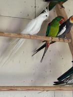 7 Swiftparkieten, Meerdere dieren, Parkiet