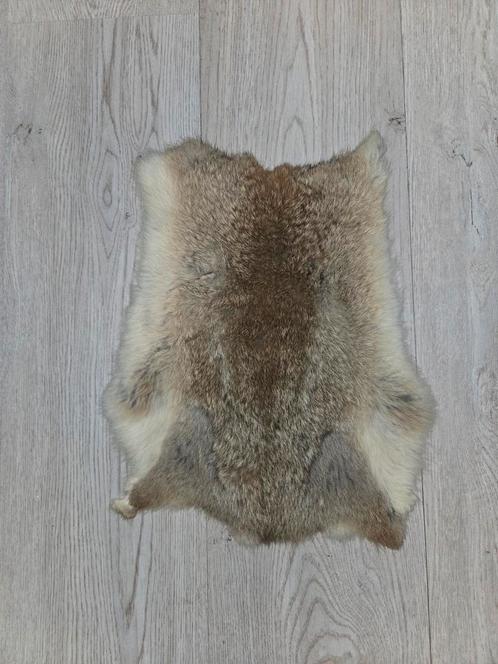 Konijnenvacht/konijnenvel, Verzamelen, Dierenverzamelingen, Zo goed als nieuw, Opgezet dier, Ophalen of Verzenden