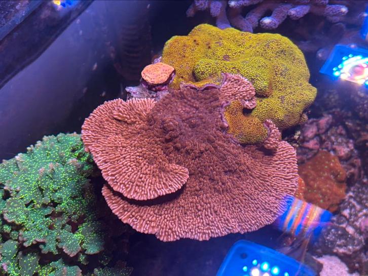 Montipora Stylophora Poccilopora Gorgoon koraal stek, Dieren en Toebehoren, Vissen | Aquariumvissen, Zoutwatervis, Overige typen