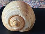 Tonna Galea Schelp. De Reuzen - Tonslak. 17 cm., Ophalen of Verzenden, Schelp(en)
