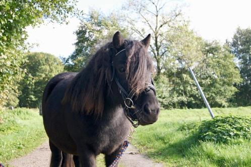 Verzorgpaarden aangeboden, Dieren en Toebehoren, Paarden en Pony's | Overige Paardenspullen, Recreatie, Ophalen