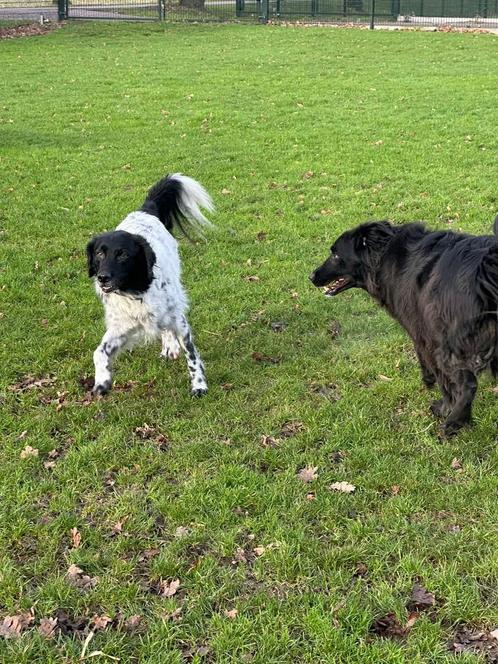 Honden en Katten Oppas, Dieren en Toebehoren, Dierenvoeding, Hond, Ophalen