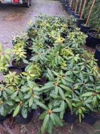 Partij B keus Rhododendron Catawbiense Grandiflorum nu €3,-, Ophalen of Verzenden, Rhododendron, Struik, Minder dan 100 cm