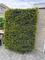 Struik (Taxus) 140x140x200, Ophalen, Taxus, Struik, 100 tot 250 cm