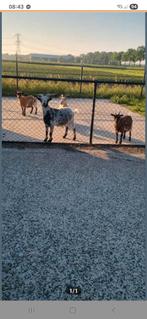 4 geitjes, Dieren en Toebehoren, Schapen, Geiten en Varkens, Meerdere dieren, Geit