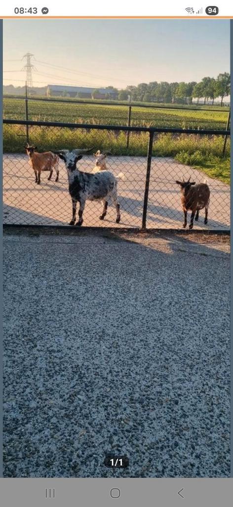 4 geitjes, Dieren en Toebehoren, Schapen, Geiten en Varkens, Geit, Meerdere dieren