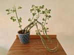 Senecio - maar welke, Huis en Inrichting, Ophalen, Vetplant, Minder dan 100 cm, Bloeiende kamerplant