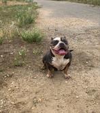 Pocket bully teef, Dieren en Toebehoren, Honden | Bulldogs, Pinschers en Molossers, Rabiës (hondsdolheid), Teef, Bulldog, Eén hond