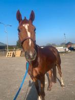 5 jarige draver ruin te koop, Dieren en Toebehoren, Ruin, 3 tot 6 jaar