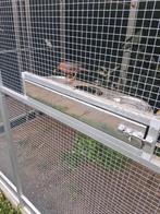 PAGODE SPREEUW 1=1, Dieren en Toebehoren, Vogels | Overige Vogels, Meerdere dieren, Tropenvogel, Geringd