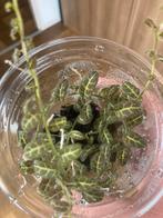 Terrariumplant Solanum evolvulivium, Huis en Inrichting, Kamerplanten, Ophalen of Verzenden, Overige soorten, Minder dan 100 cm
