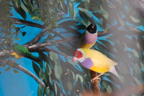 Gouldamadines, Dieren en Toebehoren, Vogels | Toebehoren, Nieuw, Kooi-accessoires, Ophalen