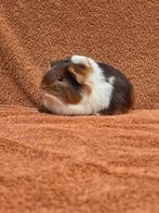 Sheltie zeugje choco tan goud wit knuffel fok langhaar bruin, Cavia, Augustus, Vrouwelijk, Tam