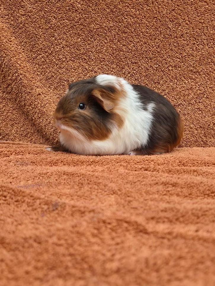 Sheltie zeugje choco tan goud wit knuffel fok langhaar bruin, Dieren en Toebehoren, Knaagdieren, Vrouwelijk, Cavia, Augustus, Tam