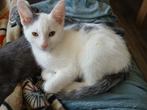 Wit/grijze kitten, Dieren en Toebehoren, Katten en Kittens | Overige Katten, Kater, Kortharig, 0 tot 2 jaar