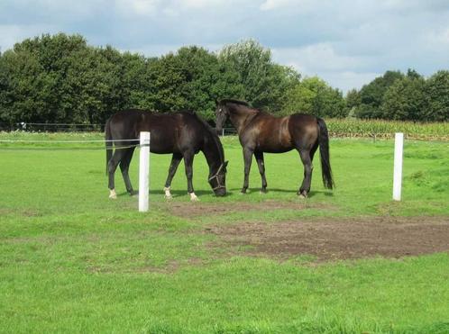 Pension stalling aangeboden, Dieren en Toebehoren, Stalling en Weidegang, Stalling, Weidegang, 1 paard of pony