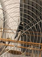 Te koop Diverse  Twatwa koppels Mannen & poppen, Dieren en Toebehoren, Meerdere dieren