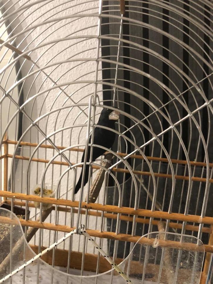 Te koop Diverse  Twatwa koppels Mannen & poppen, Dieren en Toebehoren, Vogels | Overige Vogels, Meerdere dieren