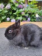 Kleurdwerg zwart, Dieren en Toebehoren, Konijnen, Vrouwelijk, Dwerg