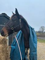 Super lief betrouwbaar allrounder familie/gezins paard!, Dieren en Toebehoren, Paarden, Merrie, 170 tot 175 cm, Recreatiepaard