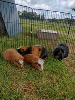 Jonge cavia s. Glad harig, teddy 1x, bont en goudkleurig, Dieren en Toebehoren, Mannelijk, Cavia, Tam