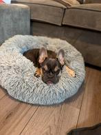Franse bulldog zoekt huisje, Rabiës (hondsdolheid), 15 weken tot 1 jaar, Teef, Bulldog