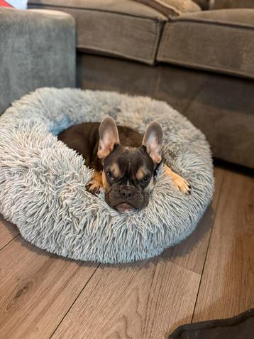 Franse bulldog zoekt huisje beschikbaar voor biedingen