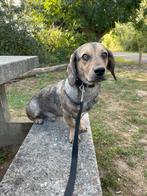 Teckel reu standaard erg mooi, Dieren en Toebehoren, Honden | Teckels en Dashonden, Standaard, 15 weken tot 1 jaar, Reu, CDV (hondenziekte)