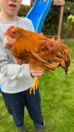 Gratis jonge haan, Dieren en Toebehoren, Pluimvee, Mannelijk, Kip