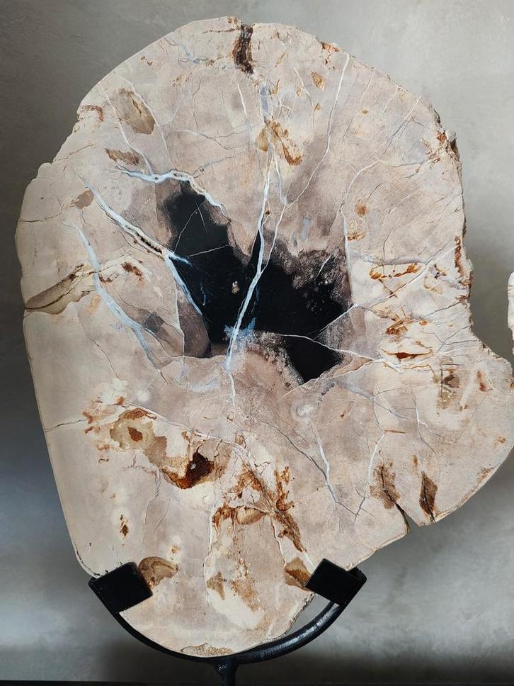 Versteend Hout, Verzamelen, Mineralen en Fossielen, Ophalen of Verzenden