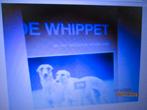 Over Dieren- De whippet italiaanse windhondje 9789058210364, Ophalen of Verzenden, Zo goed als nieuw, Paarden of Pony's
