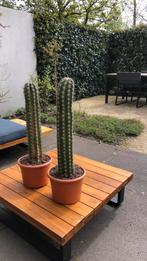 Twee grote cactussen in een koop, Cactus, Minder dan 100 cm, Ophalen of Verzenden, Halfschaduw