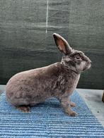 Blauwe rex, ram, Dieren en Toebehoren, Mannelijk, Middelgroot, 0 tot 2 jaar