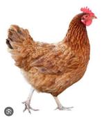 Gevraagd eieren van bruine legkip, Dieren en Toebehoren, Pluimvee, Geslacht onbekend, Kip