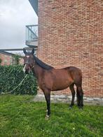 Helaas te koop met enige spoed! Zeer lieve sociale merrie., Dieren en Toebehoren, Paarden, Merrie, 160 tot 165 cm, Recreatiepaard