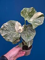Monstera Mint p12 (1), Huis en Inrichting, Kamerplanten, Ophalen of Verzenden, Halfschaduw, Minder dan 100 cm