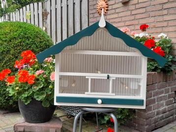 mooie kooien  beschikbaar voor biedingen