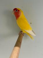 Agapornis rossecollie, man, Dieren en Toebehoren, Mannelijk, Geringd