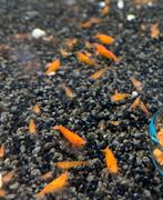Jonge oranje neocaridina garnalen, Dieren en Toebehoren, Vissen | Vijvervissen, Overige soorten