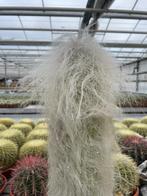 Cactus Cephalocereus Senilis (Grijsaard) hoogte 100 cm, 100 tot 150 cm, Ophalen of Verzenden, In pot, Cactus