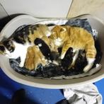 Lieve kittens, Dieren en Toebehoren, Katten en Kittens | Overige Katten, Meerdere dieren, Kortharig, 0 tot 2 jaar