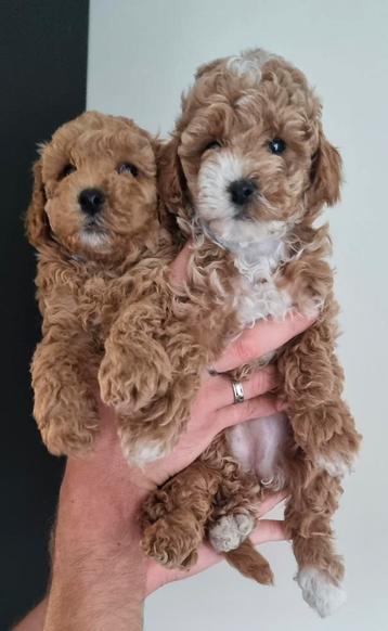 Toypoedel puppy te koop | reutje & teefje beschikbaar voor biedingen