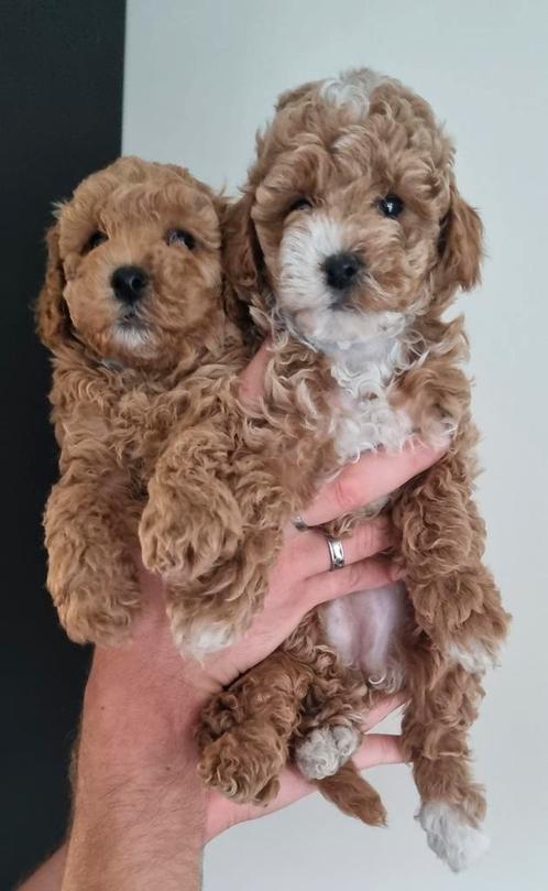 Toypoedel puppy, Dieren en Toebehoren, Honden | Chihuahua's en Gezelschapshonden, Meerdere dieren, Poedel, Particulier, Meerdere